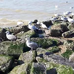 Апартаменты In St Idesbald With Sea Views, Cleaning Included *